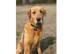 Adopt Butters a Labrador Retriever, Golden Retriever