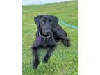 Adopt Woody a Black Labrador Retriever, Mixed Breed