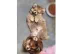 Adopt Cubby a Pomeranian