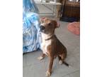 Adopt Cambridge a Boxer, Australian Shepherd