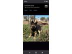 Adopt Reeve (Cindys) a German Shepherd Dog