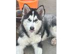 Adopt Oakley a Alaskan Malamute