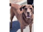 Adopt Joe a Chocolate Labrador Retriever