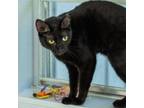 Adopt MJ a Domestic Short Hair