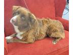 Adopt Garth a Australian Shepherd