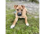 Adopt Colton a Black Mouth Cur