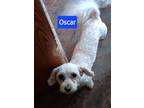 Adopt Oscar a Poodle