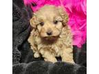 Maltipoo Puppy for sale in Augusta, KS, USA