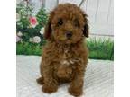 Poodle (Toy) Puppy for sale in Sullivan, IL, USA