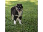 Miniature Australian Shepherd Puppy for sale in Fair Play, MO, USA