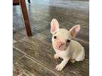 French Bulldog Puppy for sale in De Kalb, TX, USA