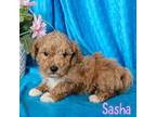 AKC Sasha