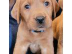 Labrador Retriever Puppy for sale in Columbia City, IN, USA