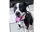 Adopt Georgie a Boston Terrier, Border Collie