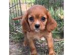 Cavalier King Charles Spaniel Puppy for sale in Benndale, MS, USA