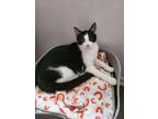 Adopt Gravy Black & White Male Cat a Domestic Short Hair