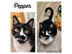 Adopt Pepper a Domestic Short Hair, Tuxedo