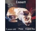 Adopt Emmett a Rex