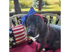 Adopt Eddard a Pit Bull Terrier, Mixed Breed