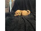 Maltipoo Puppy for sale in Snohomish, WA, USA