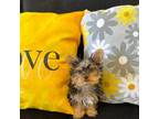 Yorkshire Terrier Puppy for sale in Phoenix, AZ, USA