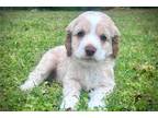 Mutt Puppy for sale in Tulsa, OK, USA