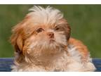 Shih Tzu Puppy for sale in Dayton, OH, USA