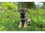German Shepherd Dog Puppy for sale in Decatur, AL, USA