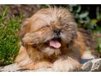 Shih Tzu Puppy for sale in Dayton, OH, USA