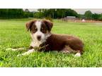 Miniature Australian Shepherd Puppy for sale in Tulsa, OK, USA