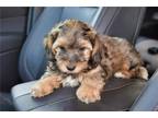 Cavapoo Puppy for sale in Wichita, KS, USA