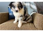 Australian Shepherd Puppy for sale in Joplin, MO, USA