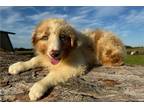 Australian Shepherd Puppy for sale in Joplin, MO, USA