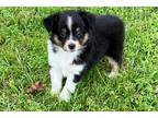 Miniature Australian Shepherd Puppy for sale in Tulsa, OK, USA