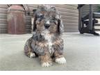 Mutt Puppy for sale in Evansville, IN, USA
