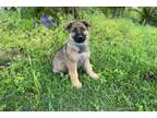 German Shepherd Dog Puppy for sale in Decatur, AL, USA