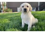 Labrador Retriever Puppy for sale in Evansville, IN, USA