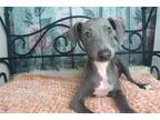 Italian Greyhound Puppy for sale in Fort Smith, AR, USA