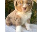 Australian Shepherd Puppy for sale in Madera, CA, USA