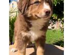 Australian Shepherd Puppy for sale in Madera, CA, USA