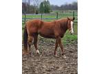 2008 Registred Quarter Horse Mare, double Registred Paint horse