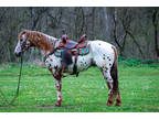 Super Versatile Flashy Leopard Appaloosa Gelding, Ropes, Jumps, Trail Rides