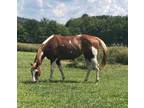 APHA tobiano mare