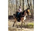 Gaited Flashy Bay Roan Registered TN Walking Gelding