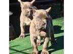 Cane Corso Puppy for sale in Spring Hill, FL, USA