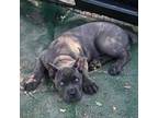 Cane Corso de Noriega