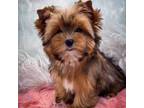 Yorkshire Terrier Puppy for sale in Parsons, TN, USA