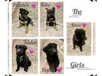 German Shepherd Dog PUPPY FOR SALE ADN-776735 - AKC German shepherd pups