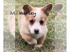 Pembroke Welsh Corgi PUPPY FOR SALE ADN-776733 - Pembroke Welsh Corgi puppies