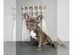 French Bulldog PUPPY FOR SALE ADN-776722 - New Shade Isabella Puppy